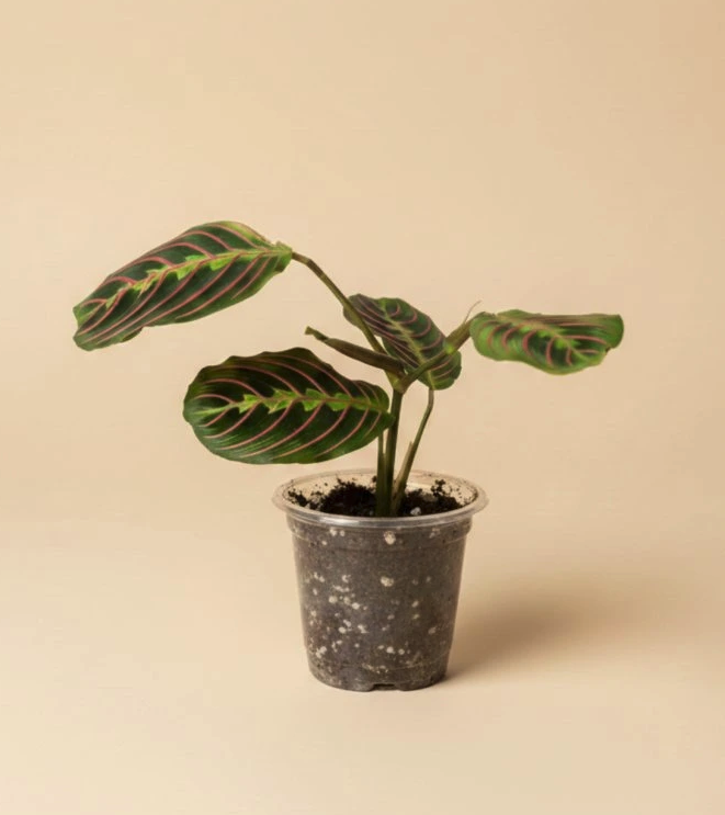 Maranta leuconeura Fascinator, Ø 8 cm - naše výpěstky